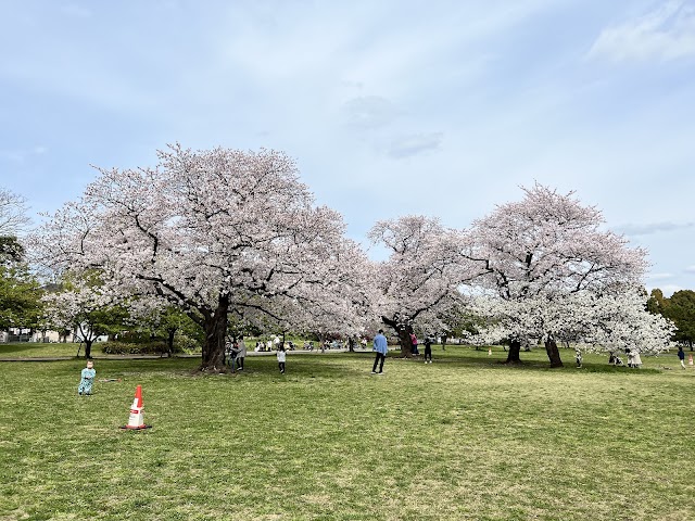 江戶川區花火大會(第51回)