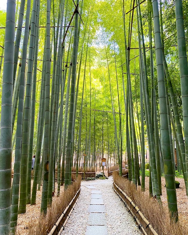 報国寺 竹之庭(鎌倉)
