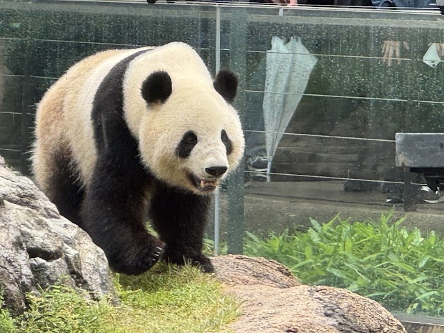 恩賜上野動物園