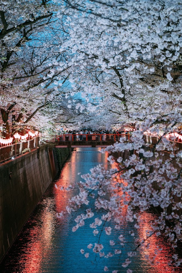目黑川綠道(櫻並木步道)