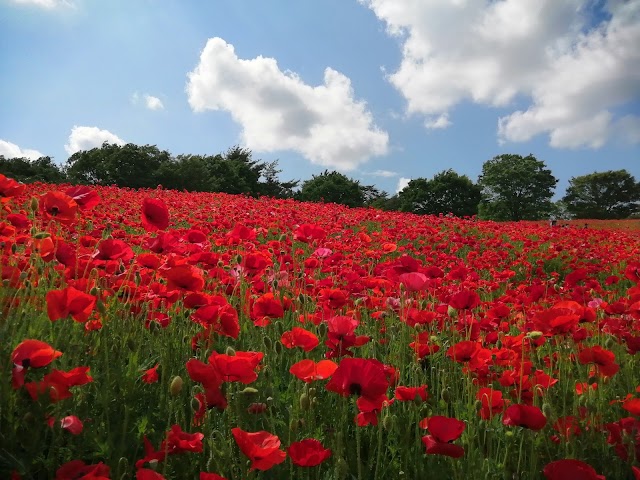 國營昭和紀念公園